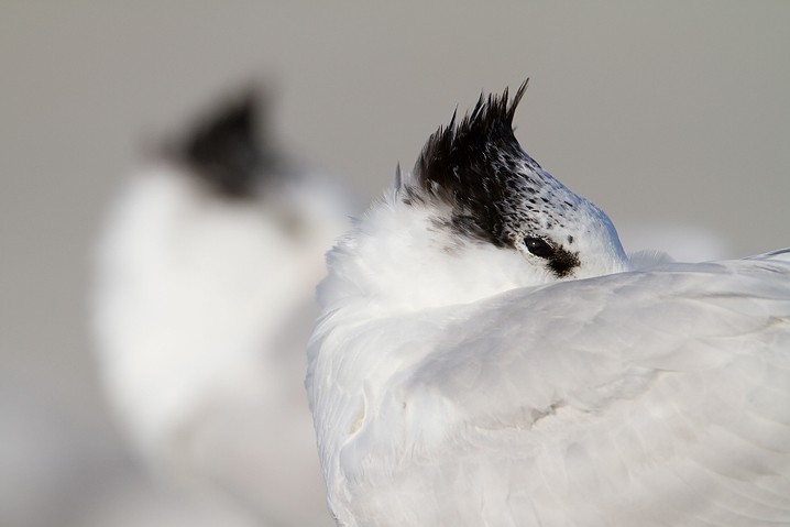 Brandseeschwalbe Sterna sandvicensis Sandwich Tern